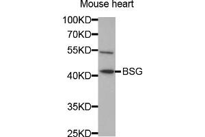 Western blot analysis of extracts of mouse heart, using BSG antibody (ABIN5970747) at 1/1000 dilution.