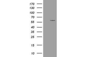 Image no. 1 for anti-Estrogen-Related Receptor gamma (ESRRG) (AA 24-263) antibody (ABIN1491250)
