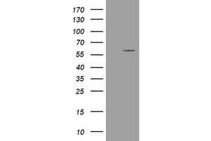 Image no. 1 for anti-Estrogen-Related Receptor gamma (ESRRG) (AA 24-263) antibody (ABIN1491250) (ESRRG anticorps  (AA 24-263))
