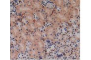 IHC-P analysis of Mouse Kidney Tissue, with DAB staining. (PZP anticorps  (AA 1224-1495))