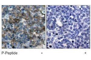 Image no. 1 for anti-Vasodilator-Stimulated phosphoprotein (VASP) (pSer157) antibody (ABIN196951) (VASP anticorps  (pSer157))