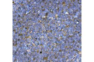 IHC analysis of BCMA/Tnfrsf17 using anti-BCMA/Tnfrsf17 antibody (ABIN7603163).