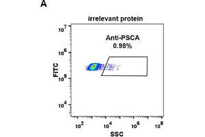 Expi 293 cell line transfected with irrelevant protein  (A) and human PSCA  (B) were surface stained with Rabbit anti-PSCA monoclonal antibody 1 μg/mL  (clone: DM87) followed by Alexa 488-conjugated anti-rabbit IgG secondary antibody.
