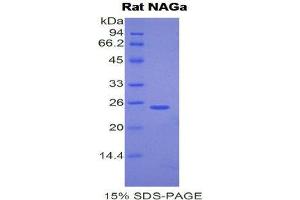 SDS-PAGE (SDS) image for N-Acetylgalactosaminidase, alpha (NAGA) (AA 218-415) protein (His tag) (ABIN1877818)