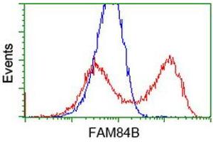 HEK293T cells transfected with either RC207996 overexpress plasmid (Red) or empty vector control plasmid (Blue) were immunostained by anti-FAM84B antibody (ABIN2453030), and then analyzed by flow cytometry. (FAM84B anticorps)