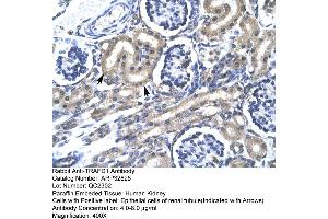 Human kidney (TRAFD1 anticorps  (C-Term))