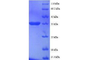 SDS-PAGE (SDS) image for Small Nuclear Ribonucleoprotein Polypeptide G (SNRPG) (AA 1-76), (full length) protein (GST tag) (ABIN618759) (SNRPG Protein (AA 1-76, full length) (GST tag))
