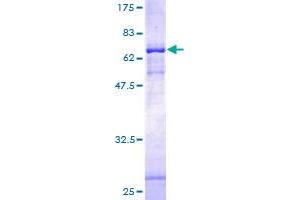 Image no. 1 for Piezo-Type Mechanosensitive Ion Channel Component 1 (PIEZO1) (AA 1-373) protein (GST tag) (ABIN1353525)