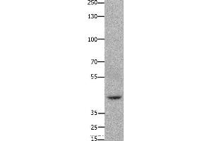 Western blot analysis of 293T cell, using FOXD3 Polyclonal Antibody at dilution of 1:650 (FOXD3 anticorps)