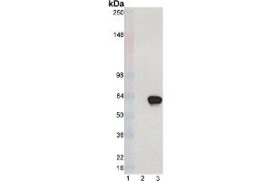 Western blot analysis of XBP-1S mAb (8F6. (XBP1 anticorps  (C-Term))