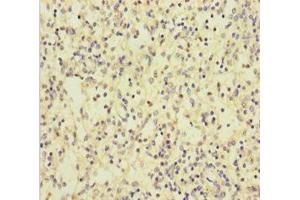 Immunohistochemistry of paraffin-embedded human spleen tissue using ABIN7146073 at dilution of 1:100