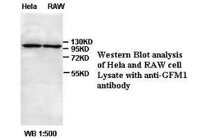 Image no. 1 for anti-G-Elongation Factor, Mitochondrial 1 (GFM1) antibody (ABIN791156) (GFM1 anticorps)
