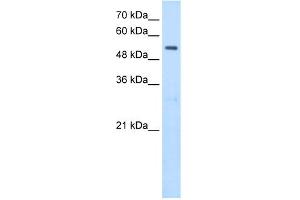 WB Suggested Antibody Titration:  2. (SHMT2 anticorps  (N-Term))