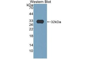 Detection of Recombinant EGF, Mouse using Polyclonal Antibody to Epidermal Growth Factor (EGF) (EGF anticorps  (AA 977-1029))