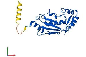 AlphaFold protein structure predicition of Human Recombinant UBE2M Protein, UniprotID P61081