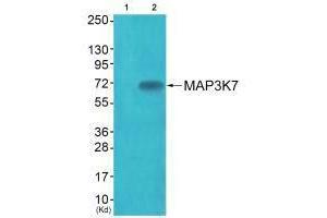 Western blot analysis of extracts from JK cells (Lane 2), using MAP3K7 (Ab-187) antiobdy. (MAP3K7 anticorps  (Thr187))