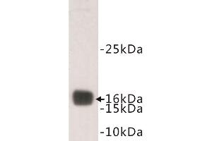 Western Blotting (WB) image for anti-Transthyretin (TTR) antibody (ABIN1854964) (TTR anticorps)