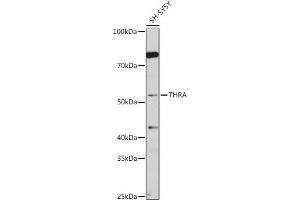 Western blot analysis of extracts of SH-SY5Y cells, using THRA antibody (ABIN6128827, ABIN6149127, ABIN7101779 and ABIN7101780) at 1:1000 dilution. (THRA anticorps  (AA 100-200))