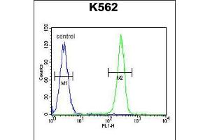 Flow cytometric analysis of K562 cells (right histogram) compared to a negative control cell (left histogram). (OR52D1 anticorps  (C-Term))