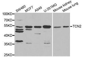 Western blot analysis of extracts of various cell lines, using TCN2 antibody. (TCN2 anticorps  (AA 19-250))