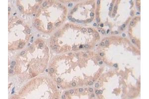 Detection of STX2 in Human Kidney Tissue using Polyclonal Antibody to Syntaxin 2 (STX2) (STX2 anticorps  (AA 8-262))