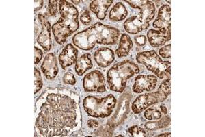 Immunohistochemical staining of human kidney with C9orf82 polyclonal antibody  shows distinct cytoplasmic positivity in cells in tubules. (Caspase Activity and Apoptosis Inhibitor 1 (CAAP1) anticorps)