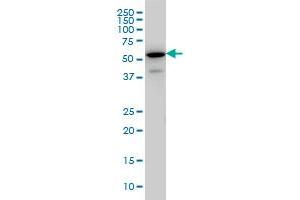 EHD3 monoclonal antibody (M01), clone 4B7 Western Blot analysis of EHD3 expression in IMR-32 . (EHD3 anticorps  (AA 357-406))