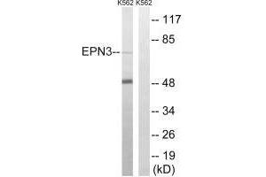 Western blot analysis of extracts from K562 cells, using EPN3 antibody. (EPN3 anticorps)