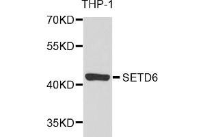 Western blot analysis of extracts of THP-1 cells, using SETD6 antibody (ABIN2970694) at 1/1000 dilution. (SETD6 anticorps)