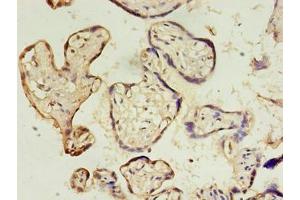 Immunohistochemistry of paraffin-embedded human placenta tissue using ABIN7149824 at dilution of 1:100 (DPPA4 anticorps  (AA 11-264))