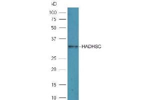 Mouse liver lysates probed with Rabbit Anti-HADHSC Polyclonal Antibody  at 1:5000 90min in 37˚C. (HADH anticorps  (AA 241-314))