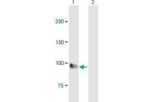 Western Blot analysis of EMR1 expression in transfected 293T cell line by EMR1 MaxPab polyclonal antibody.