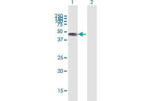 Western Blot analysis of C2CD2 expression in transfected 293T cell line by C2CD2 MaxPab polyclonal antibody. (C2CD2 anticorps  (AA 1-388))