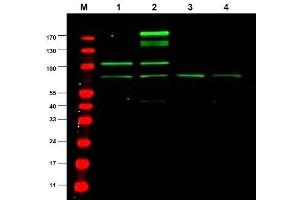 Image no. 1 for anti-Ras Responsive Element Binding Protein 1 (RREB1) antibody (ABIN401031) (RREB1 anticorps)