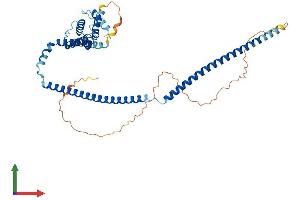 AlphaFold protein structure predicition of Human Recombinant CLUAP1 Protein, UniprotID Q96AJ1