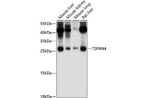 Western blot analysis of extracts of various cell lines, using TSP/NAG-2 antibody (ABIN6129688, ABIN6149635, ABIN6149636 and ABIN6214433) at 1:1000 dilution. (TSPAN4 anticorps  (AA 107-201))