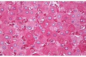 Anti-FTH1 antibody IHC staining of human liver. (FTH1 anticorps)