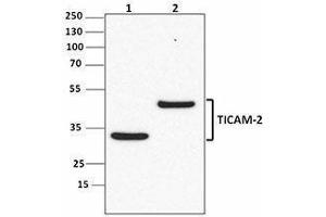 Western Blotting (WB) image for anti-Toll-Like Receptor Adaptor Molecule 2 (TICAM2) antibody (ABIN2665412) (TICAM2 anticorps)