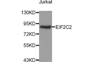 Western blot analysis of extracts of Jurkat cell lines, using AGO2 antibody. (AGO2 anticorps)