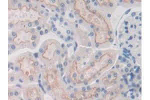IHC-P analysis of Rat Kidney Tissue, with DAB staining. (Fibulin 1 anticorps  (AA 347-521))