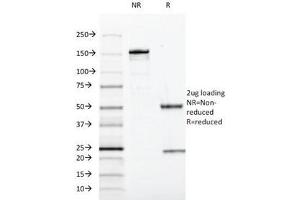 SDS-PAGE Analysis of Purified, BSA-Free SOX10 Antibody (clone SOX10/991). (SOX10 anticorps  (AA 115-269))