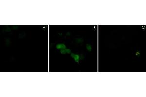 Immunocytochemical labeling using PLXNA1 polyclonal antibody  in COS-7 cells mock transfected (A) or transfected with Myc-tagged mouse PLXNA1 construct (B). (Plexin A1 anticorps  (N-Term))