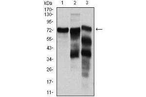 Western blot analysis using YAP1 mouse mAb against Hela (1), C6 (2) and Cos7 (3) cell lysate. (YAP1 anticorps)