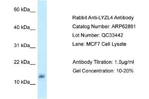 Western Blotting (WB) image for anti-Lysozyme-Like 4 (LYZL4) (Middle Region) antibody (ABIN2789271) (Lysozyme-Like 4 anticorps  (Middle Region))