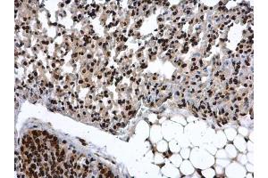 IHC-P Image COMMD7 antibody detects COMMD7 protein at nucleus in mouse lung by immunohistochemical analysis.