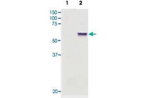 Western blot of whole COS cell extracts using Lgi4 monoclonal antibody, clone KT18 .