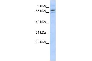 WB Suggested Anti-SEC23B Antibody Titration: 0. (Sec23 Homolog B anticorps  (Middle Region))