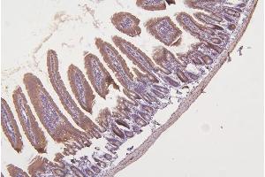 IHC analysis of TXN2 using anti-TXN2 antibody (ABIN7602150). (TXN2 anticorps  (AA 60-166))