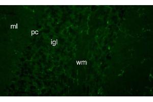 anti-Fibroblast Growth Factor 14 (FGF14) (AA 1-252) antibody