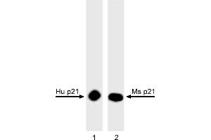 Western Blotting (WB) image for anti-Cyclin-Dependent Kinase Inhibitor 1A (p21, Cip1) (CDKN1A) antibody (ABIN967527) (p21 anticorps)
